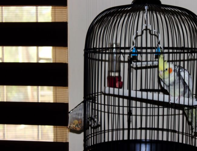Are Cockatiels Good For Beginners? 