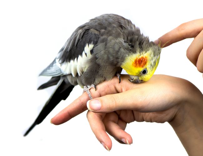 How To Calm Down A Cockatiel