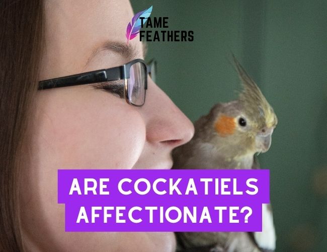 Are Cockatiels Affectionate? Learn What To Expect From Your New Pet!