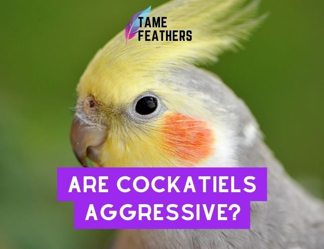 Are Cockatiels Aggressive? Discover the Surprising Truth Behind This Bird!