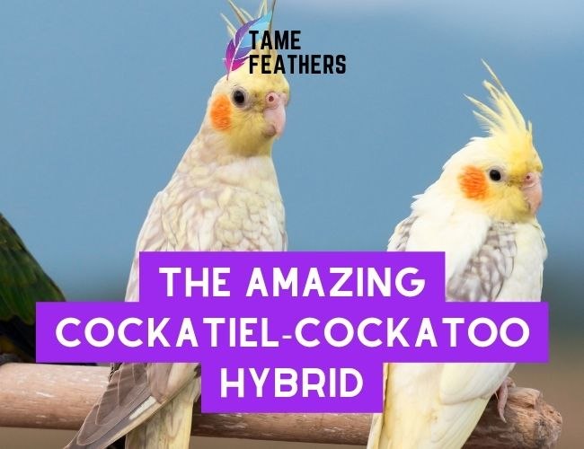 The Amazing Cockatiel-Cockatoo Hybrid: Everything You Need To Know!