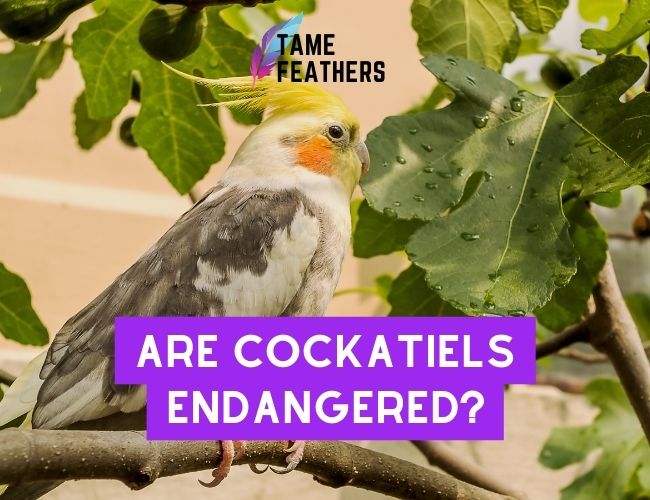 Are Cockatiels Endangered? Learn What You Can Do To Help