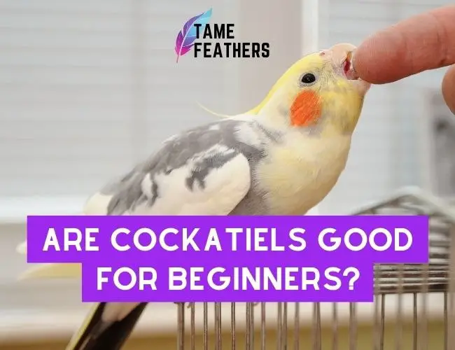 Are Cockatiels Good For Beginners? Here’s What You Need To Know…