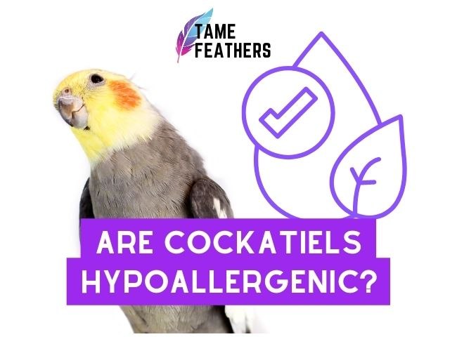 Are Cockatiels Hypoallergenic? Here’s What You Need To Know Before Getting One