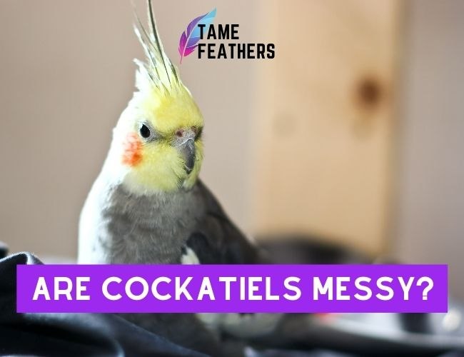 Are Cockatiels Messy? Here’s What You Need To Know About Cleanliness & Care