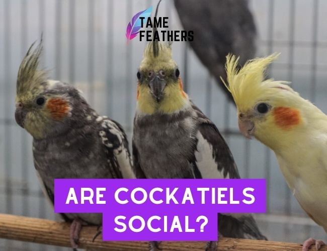 Are Cockatiels Social? Discover The Surprising Truth About These Beautiful Birds