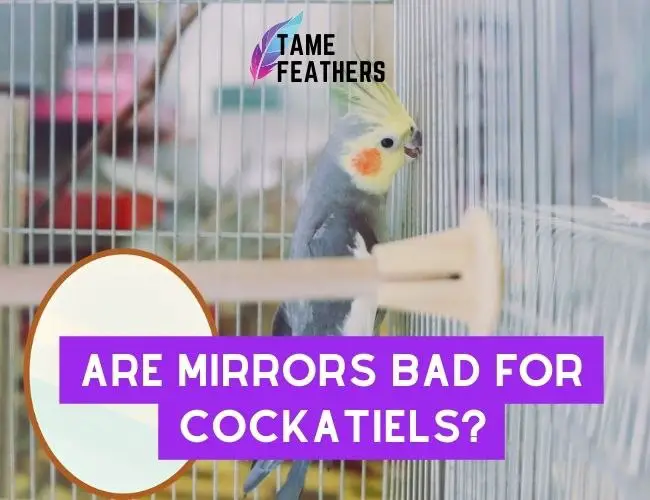 Are Mirrors Bad For Cockatiels? Experts Weigh In On The Debate