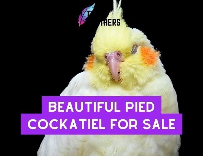 Beautiful Pied Cockatiel For Sale