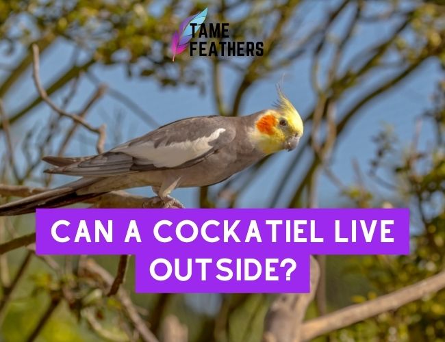 Can A Cockatiel Live Outside? Understanding The Pros & Cons