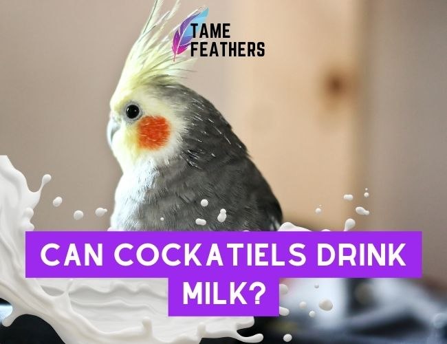 Can Cockatiels Drink Milk? The Surprising Answer You Need To Know