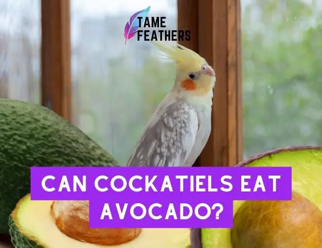 Can Cockatiels Eat Avocado? Here’s What You Need To Know