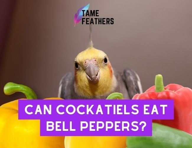 Can Cockatiels Eat Bell Peppers? What You Need To Know Before Feeding
