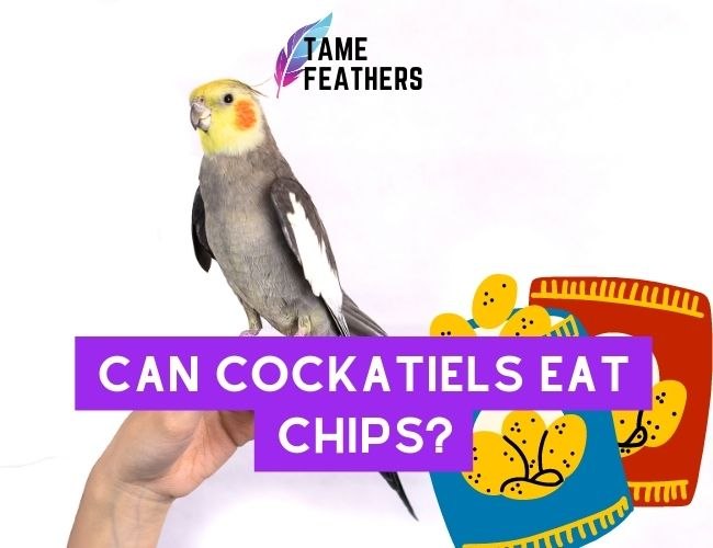 Can Cockatiels Eat Chips? What You Need To Know Before Sharing Your Snacks