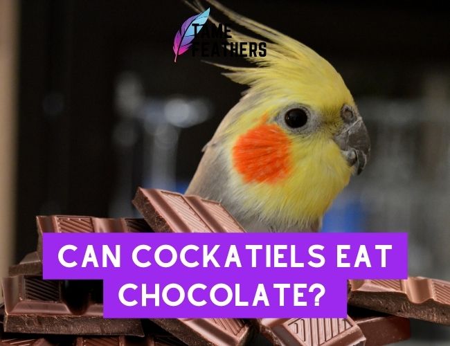 Can Cockatiels Eat Chocolate? All The Facts You Need To Know