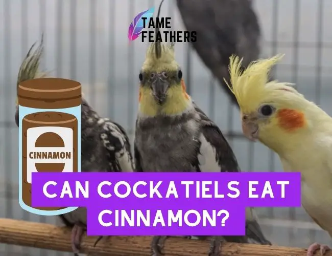 Can Cockatiels Eat Cinnamon? Here’s What You Need To Know