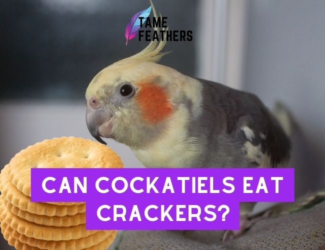 Can Cockatiels Eat Crackers? Here Is What You Should Know