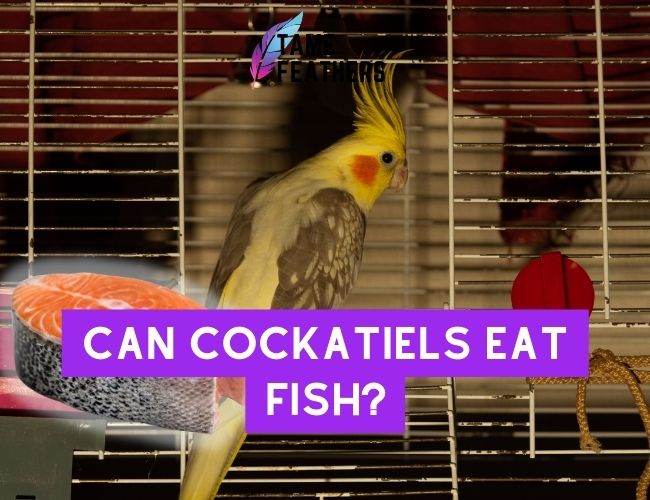 Can Cockatiels Eat Fish? The Pros and Cons of Feeding Your Pet Fish