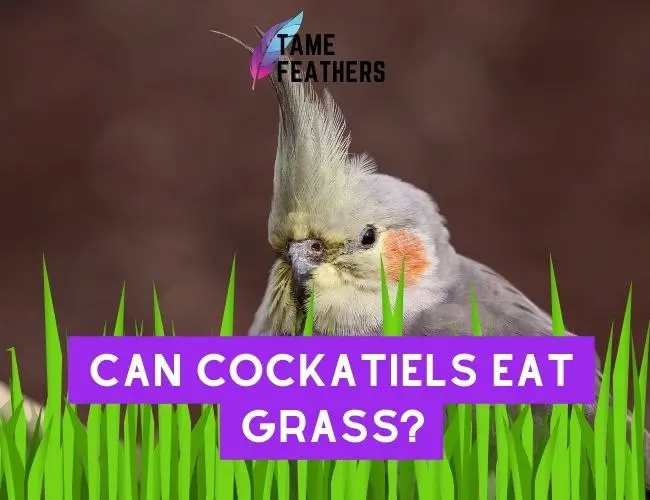 Can Cockatiels Eat Grass? Here’s What You Need To Know!