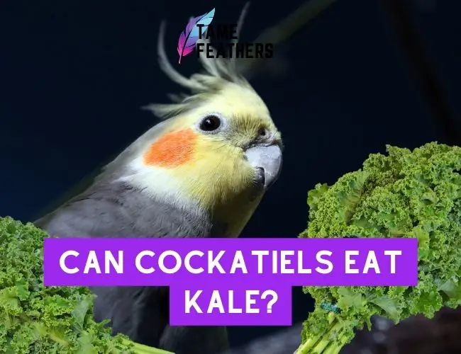 Can Cockatiels Eat Kale? All You Need To Know Before Serving It Up!