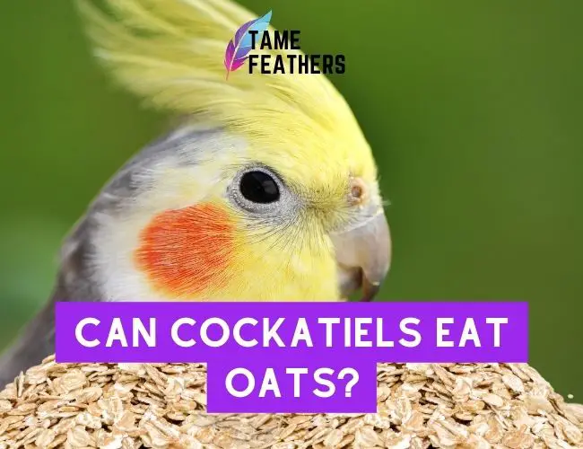 Can Cockatiels Eat Oats? The Surprising Answer Revealed!