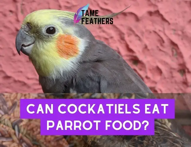Can Cockatiels Eat Parrot Food? The Benefits & Risks You Should Know About