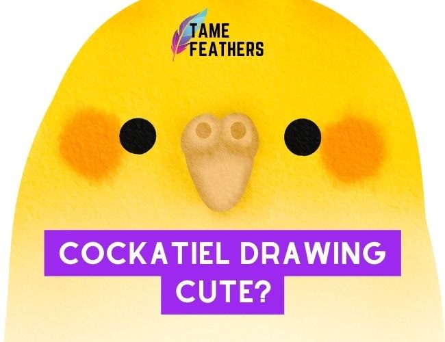 Cockatiel Drawing Cute? Here Is How To Easily Master It!