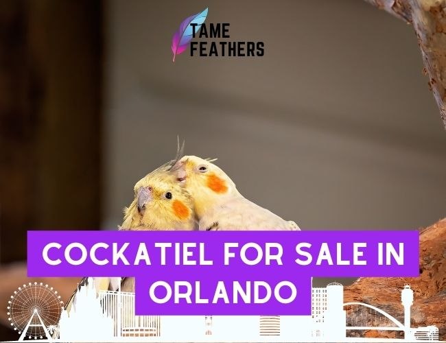 Find Your Dream Pet: Cockatiels For Sale In Orlando!