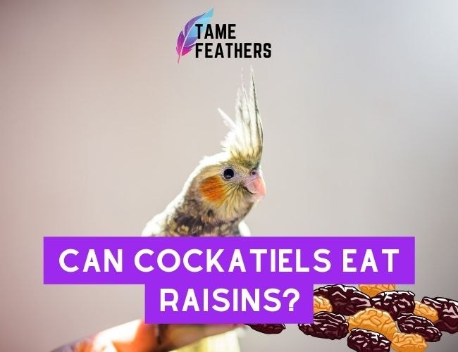 Can Cockatiels Eat Raisins? Here Is What You Need To Know