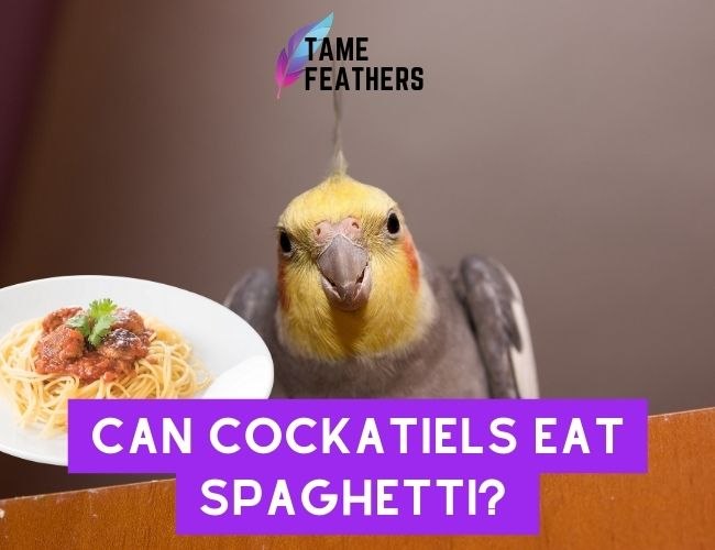 Can Cockatiels Eat Spaghetti? Uncovering The Facts…