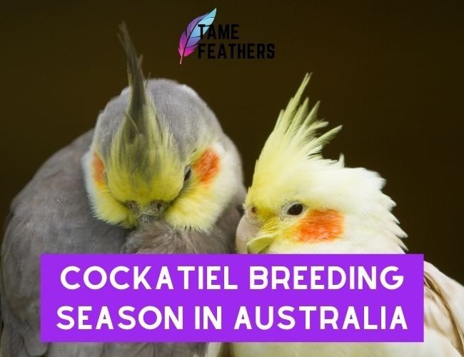 Cockatiel Breeding Season In Australia: All You Need To Know