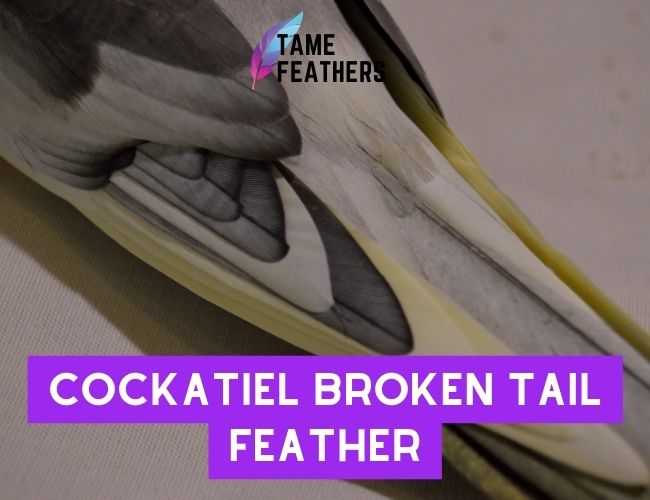 Cockatiel Broken Tail Feather: What To Do Next & How To Prevent It In The Future