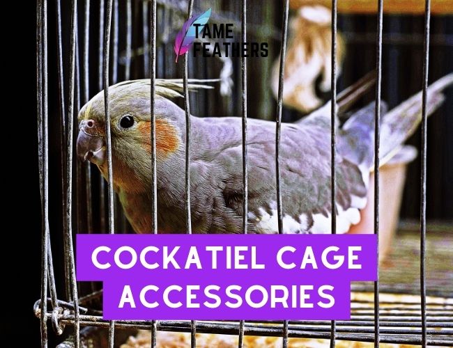 Cockatiel Cage Accessories: The Essential List For Your Pet’s Comfort & Safety