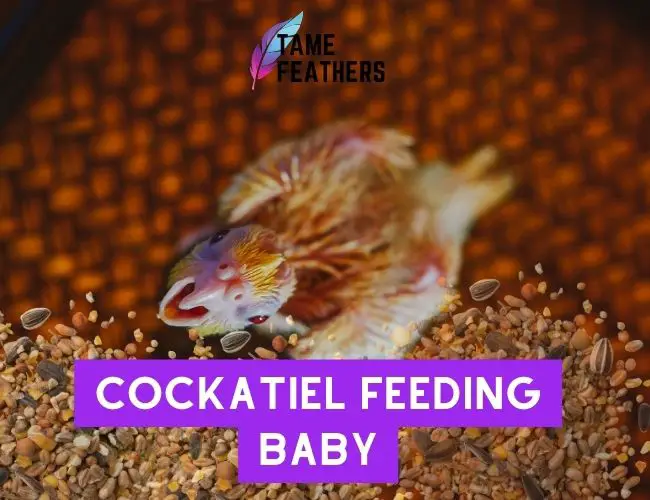 Cockatiel Feeding Baby: A Step-By-Step Guide To Raising Healthy Chicks