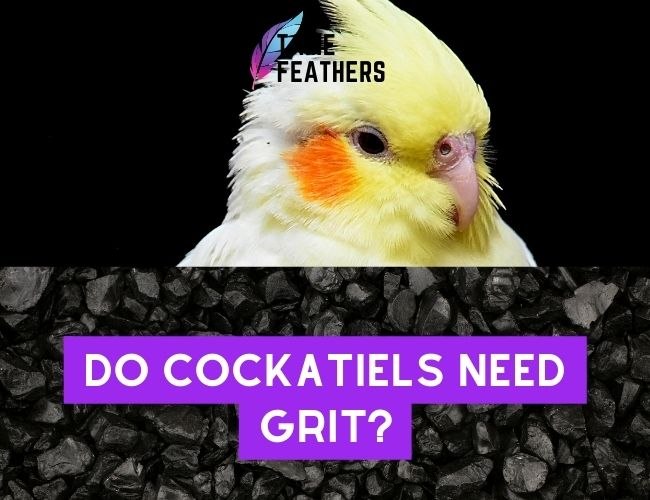 Do Cockatiels Need Grit? The Expert Answer You’ve Been Looking For