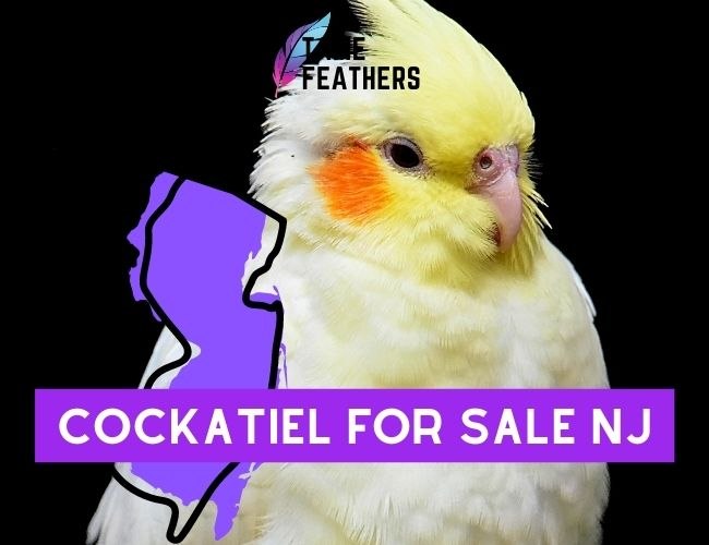 Cockatiel For Sale NJ: Where To Find The Perfect Pet For Your Family