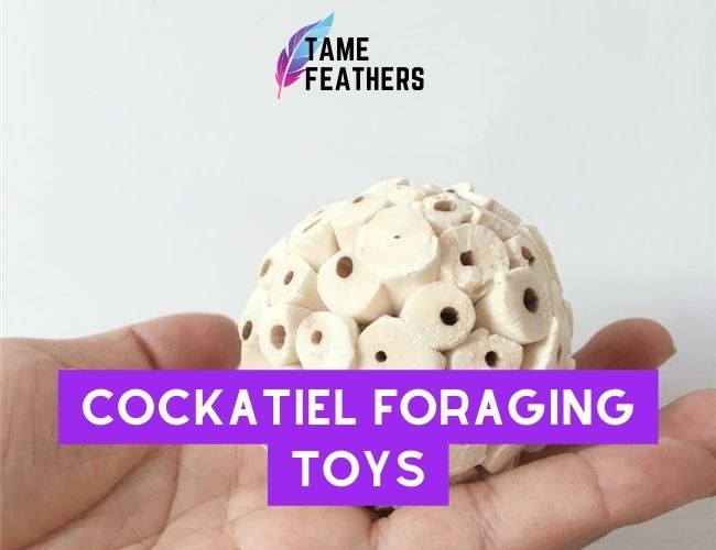 Cockatiel Foraging Toys: The Best Way To Keep Your Pet Engaged & Entertained