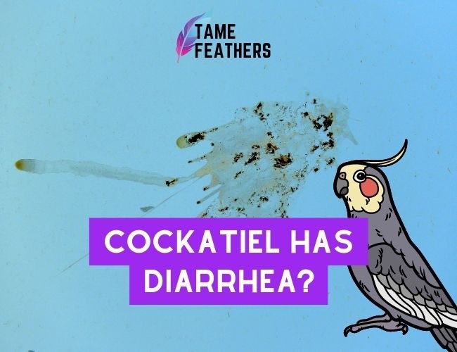 Cockatiel Has Diarrhea? Here’s What You Need To Know (And How to Help!)