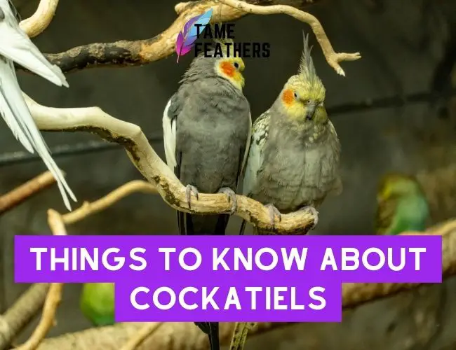 Things To Know About Cockatiels: All You Need to Be a Pro Pet Parent