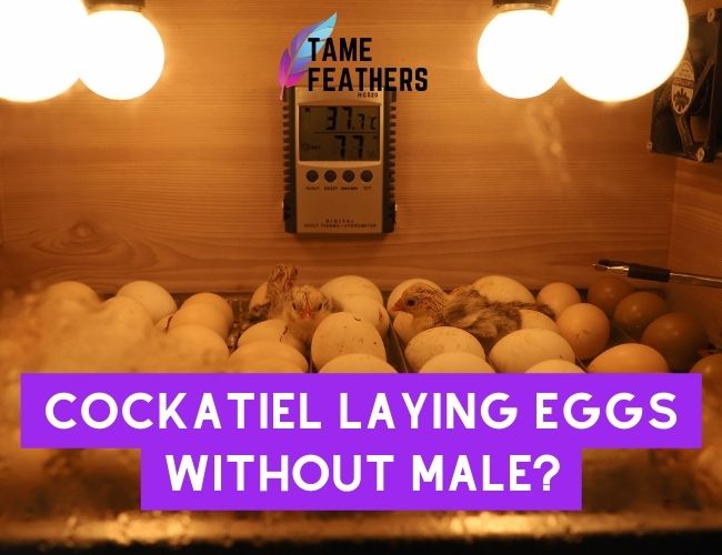 Cockatiel Laying Eggs Without Male? Here’s What You Need To Know