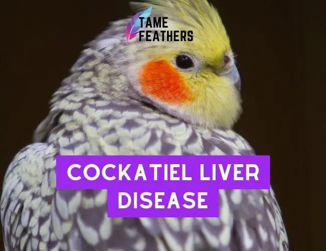 Cockatiel Liver Disease: What You Need To Know & How To Help