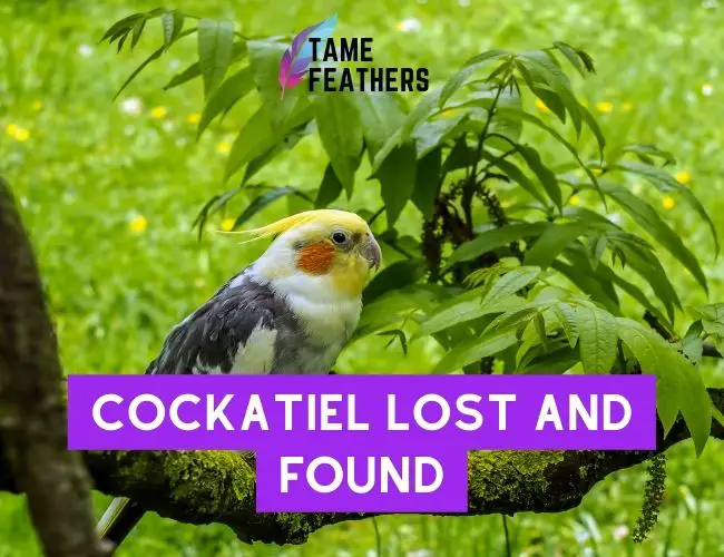 Cockatiel Lost and Found: Strategies To Help You Reunite With Your Feathered Friend
