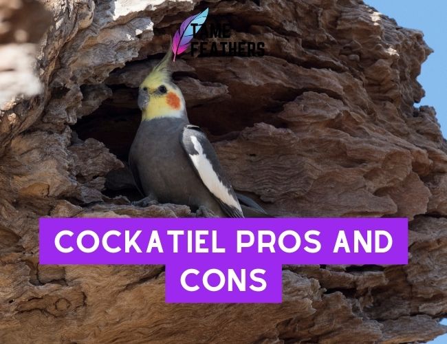 Cockatiel Pros And Cons: Is This Pet Right For You?