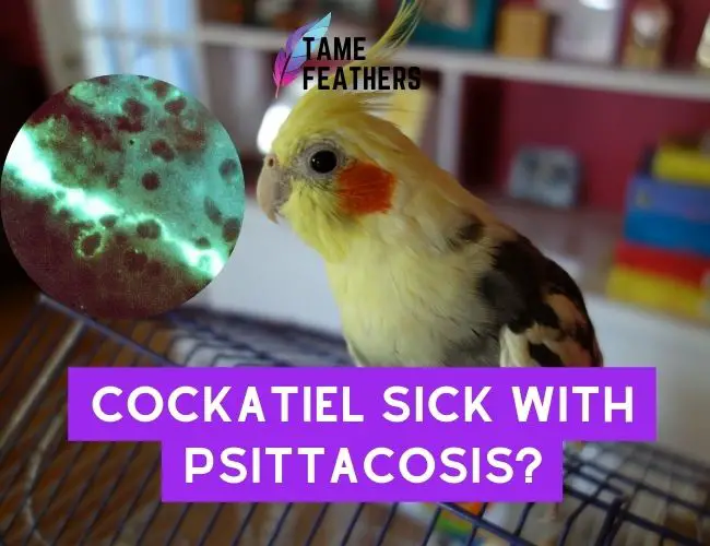 Cockatiel Sick With Psittacosis? Here’s What You Need To Do Now