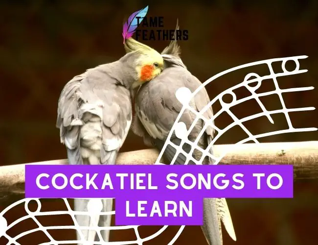 Cockatiel Songs To Learn: Get Ready To Be Amazed By Your Pet’s Singing Talent!