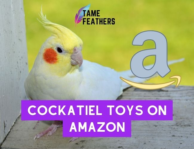Cockatiel Toys on Amazon: Choose The Best For Your Feathered Friend!