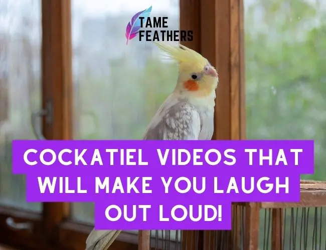 Cockatiel Videos That Will Make You Laugh Out Loud!