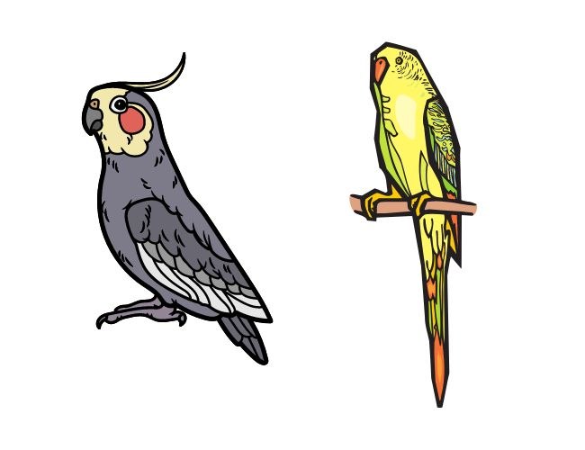 Similarities And Differences Between Parakeets And Cockatiels