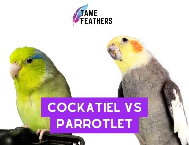 Cockatiel vs Parrotlet: How To Choose The Right Pet Bird For You