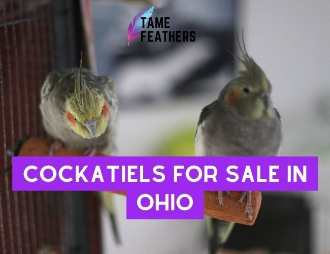 Cockatiels For Sale In Ohio: Your Complete Guide To Finding The Perfect Pet