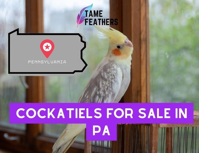 Cockatiels For Sale In PA: Where To Find The Perfect Pet